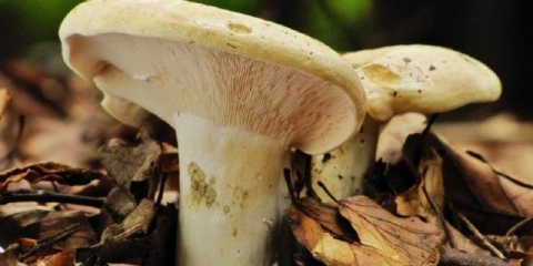 Bijele mliječne gljive: kako razlikovati od lažnih po fotografiji i opisu, otrovne i nejestive vrste